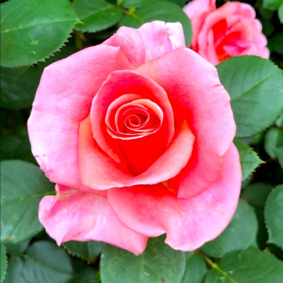 Meet your Posher, Nic - Picture 1 of 1